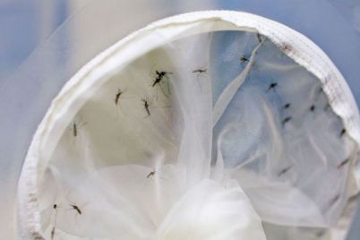 Mosquito-Aedes-aegypti-Foto-ONU_Aiea_Dean-Calma.jpg