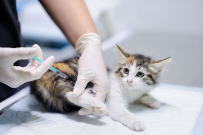 Vacina-gatos-e-cáes.jpg