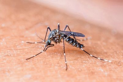 mosquito-dengue.jpg