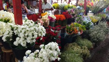 FEIRA DE FLORES 6 - foto Edvaldo Magalhães|FEIRA DE FLORES 1 - foto Edvaldo Magalhães|FEIRA DE FLORES 2 - foto Edvaldo Magalhães|FEIRA DE FLORES 3 - foto Edvaldo Magalhães|FEIRA DE FLORES 4 - foto Edvaldo Magalhães|FEIRA DE FLORES 5 - foto Edvaldo Magalhães|FEIRA DE FLORES 7 - foto Edvaldo Magalhães|FEIRA DE FLORES 8 - foto Edvaldo Magalhães