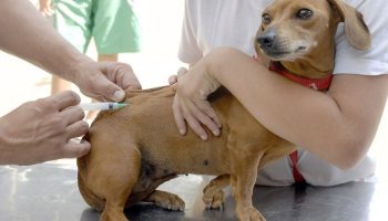 Vacinação antirrabica - Foto Divulgação