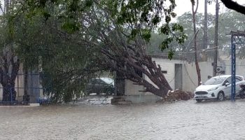 Forte chuva derruba árvores e causa transtornos em Caruaru; Veja vídeo