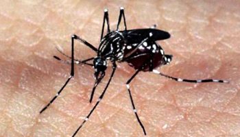 aedes_dengue_zika