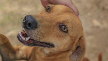 Cão